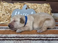 Blue collar , a male Golden Retriever for sale in Spring Branch, TX – 3 of 5