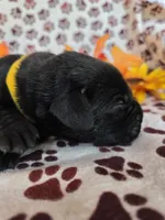 Yellow collar , a female Labrador Retriever for sale in Spring Branch, TX – 3 of 4
