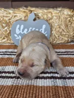 Blue collar , a male Golden Retriever for sale in Spring Branch, TX – 5 of 5