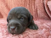 Pink collar, a female Labrador Retriever for sale in Spring Branch, TX – 3 of 5