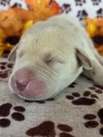 Blue collar, a male Labrador Retriever for sale in Spring Branch, TX – 2 of 4