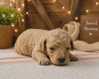 Yellow collar, a female Poodle - Standard  for sale in Spring Branch, TX – 1 of 2