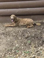 Poppy, a female Poodle - Standard  for sale in Spring Branch, TX – Photo 3 of 3
