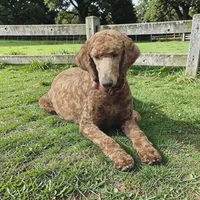 Poppy, a female Poodle - Standard  for sale in Spring Branch, TX – Photo 1 of 3