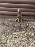 Poppy, a female Poodle - Standard  for sale in Spring Branch, TX – Photo 2 of 3