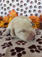 Black collar , a male Labrador Retriever for sale in Spring Branch, TX – 2 of 4