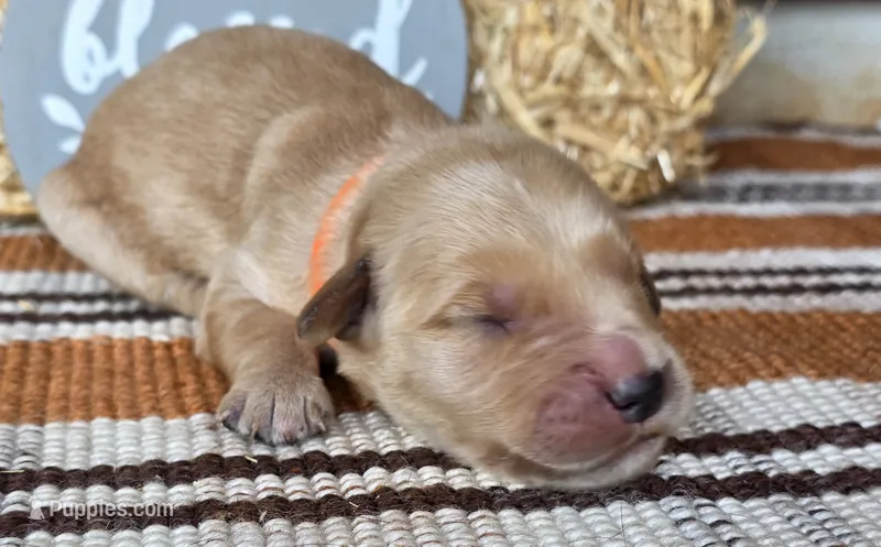 Orange collar – Golden Retriever puppy for sale in Spring Branch, TX