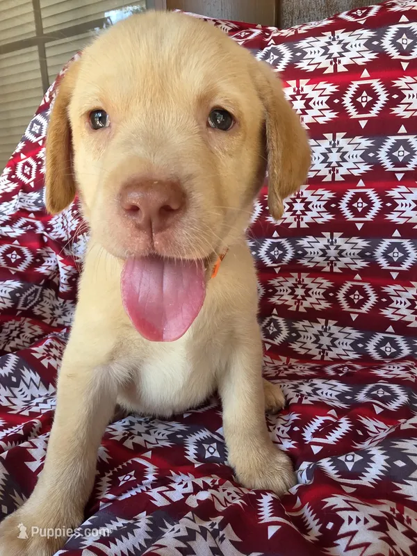 Orange collar – Labrador Retriever puppy for sale in Spring Branch, TX