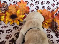 Black collar , a male Labrador Retriever for sale in Spring Branch, TX – 4 of 4