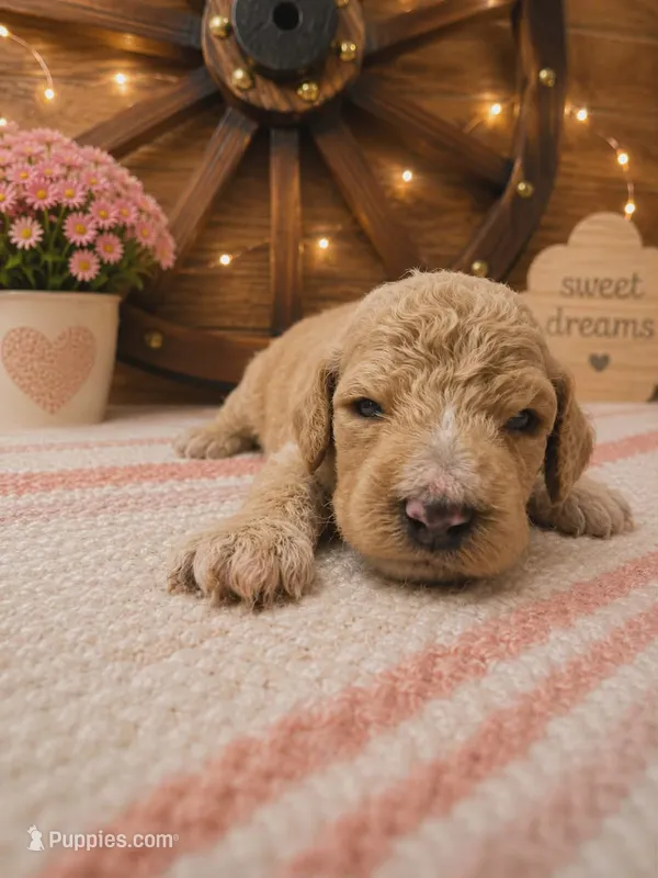 Black collar  – Poodle - Standard  puppy for sale in Spring Branch, TX