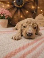 Black collar , a male Poodle - Standard  for sale in Spring Branch, TX – 1 of 2