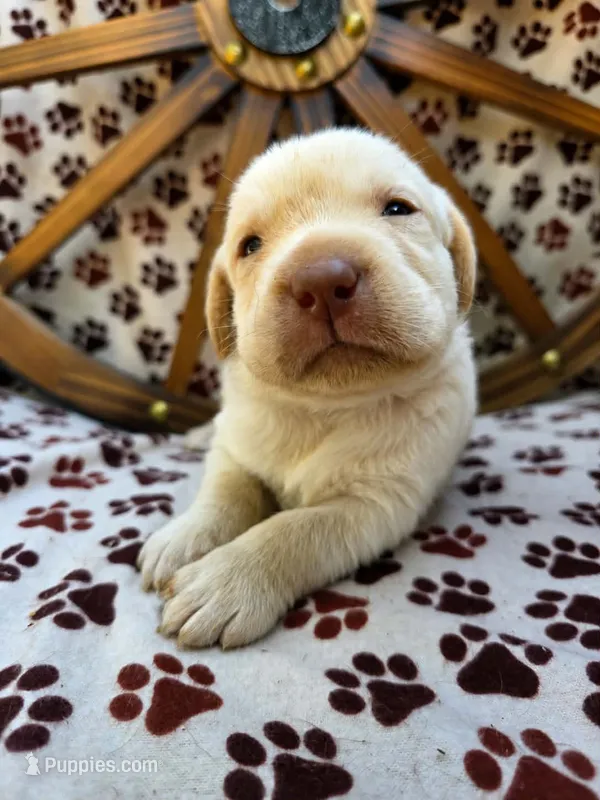 Blue collar  – Labrador Retriever puppy for sale in Spring Branch, TX