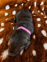 Pink collar, a female Labrador Retriever for sale in Spring Branch, TX – 3 of 3