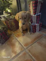 Zowie , a female Golden Retriever for sale in Spring Branch, TX – 4 of 9