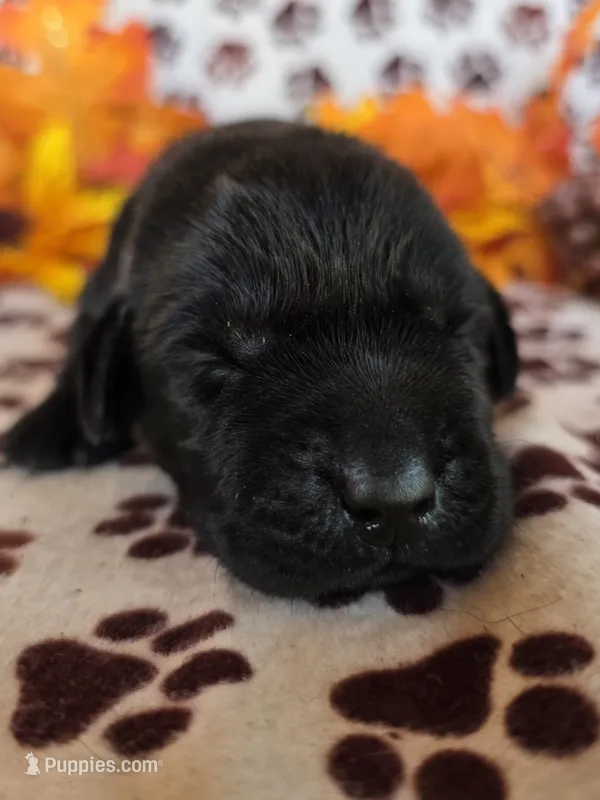 White collar  – Labrador Retriever puppy for sale in Spring Branch, TX