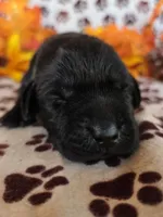 White collar , a male Labrador Retriever for sale in Spring Branch, TX – 1 of 4