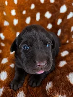 Teal collar , a female Labrador Retriever for sale in Spring Branch, TX – 3 of 3