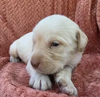 Blue collar , a male Labrador Retriever for sale in Spring Branch, TX – 3 of 6