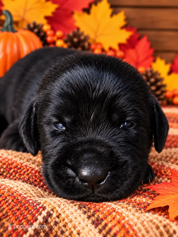 Purple collar  – Labrador Retriever puppy for sale in Spring Branch, TX