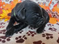 Green collar , a female Labrador Retriever for sale in Spring Branch, TX – 4 of 4