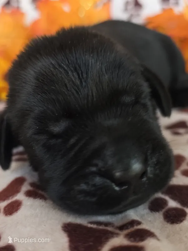 Purple collar  – Labrador Retriever puppy for sale in Spring Branch, TX