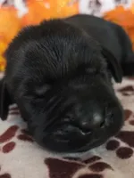 Purple collar , a female Labrador Retriever for sale in Spring Branch, TX – 1 of 5