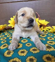 Green collar, a female Golden Retriever for sale in Spring Branch, TX – 5 of 5