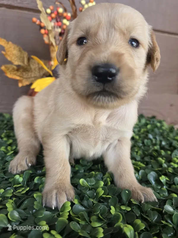 Blue collar  – Golden Retriever puppy for sale in Spring Branch, TX