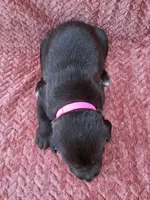 Pink collar, a female Labrador Retriever for sale in Spring Branch, TX – 2 of 5