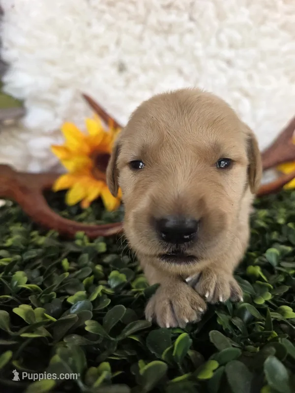 Blue collar  – Golden Retriever puppy for sale in Spring Branch, TX