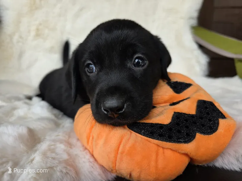 Baby blue collar – Labrador Retriever puppy for sale in Spring Branch, TX