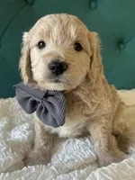 Grayson, a male English Goldendoodle for sale in Orem, UT – Photo 1 of 4