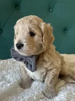 Grayson, a male English Goldendoodle for sale in Orem, UT – Photo 2 of 4