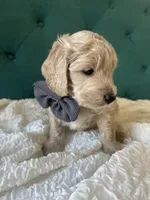 Grayson, a male English Goldendoodle for sale in Orem, UT – Photo 3 of 4