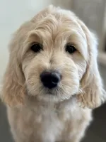 Clover, a male English Goldendoodle for sale in Orem, UT – Photo 10 of 10