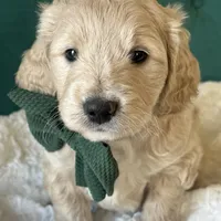 Clover, a male English Goldendoodle for sale in Orem, UT – Photo 2 of 10