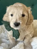 Clover, a male English Goldendoodle for sale in Orem, UT – Photo 1 of 4