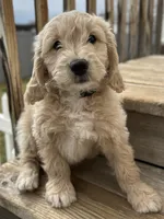Clover, a male English Goldendoodle for sale in Orem, UT – Photo 7 of 10