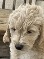 Clover, a male English Goldendoodle for sale in Orem, UT – Photo 9 of 10