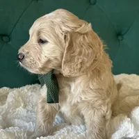 Clover, a male English Goldendoodle for sale in Orem, UT – Photo 3 of 10