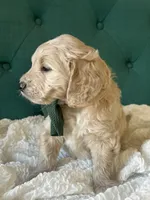 Clover, a male English Goldendoodle for sale in Orem, UT – Photo 3 of 4