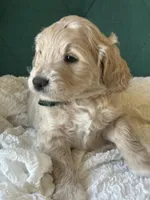 Clover, a male English Goldendoodle for sale in Orem, UT – Photo 2 of 4