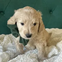 Clover, a male English Goldendoodle for sale in Orem, UT – Photo 4 of 10