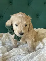 Clover, a male English Goldendoodle for sale in Orem, UT – Photo 4 of 4