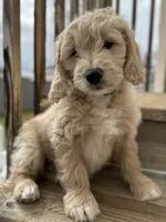 Clover, a male English Goldendoodle for sale in Orem, UT – Photo 8 of 10
