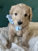 Little Blue, a male English Goldendoodle for sale in Orem, UT – Photo 1 of 4