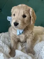Little Blue, a male English Goldendoodle for sale in Orem, UT – Photo 2 of 4