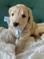 Little Blue, a male English Goldendoodle for sale in Orem, UT – Photo 3 of 4