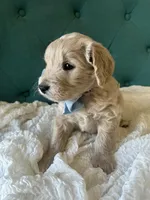 Little Blue, a male English Goldendoodle for sale in Orem, UT – Photo 4 of 4