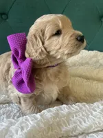 Sugar Plum, a female English Goldendoodle for sale in Orem, UT – Photo 4 of 4